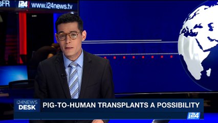 i24NEWS DESK | Pig-to-human transplants a possibility | Thursday, August 10th 2017