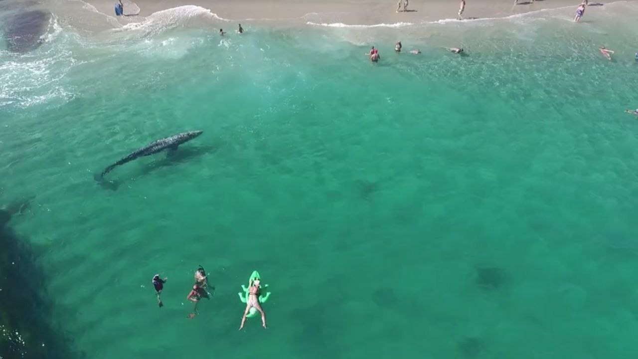 Une baleine nage près d'une plage