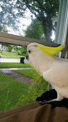 Cockatoo Thinks he is a Dog