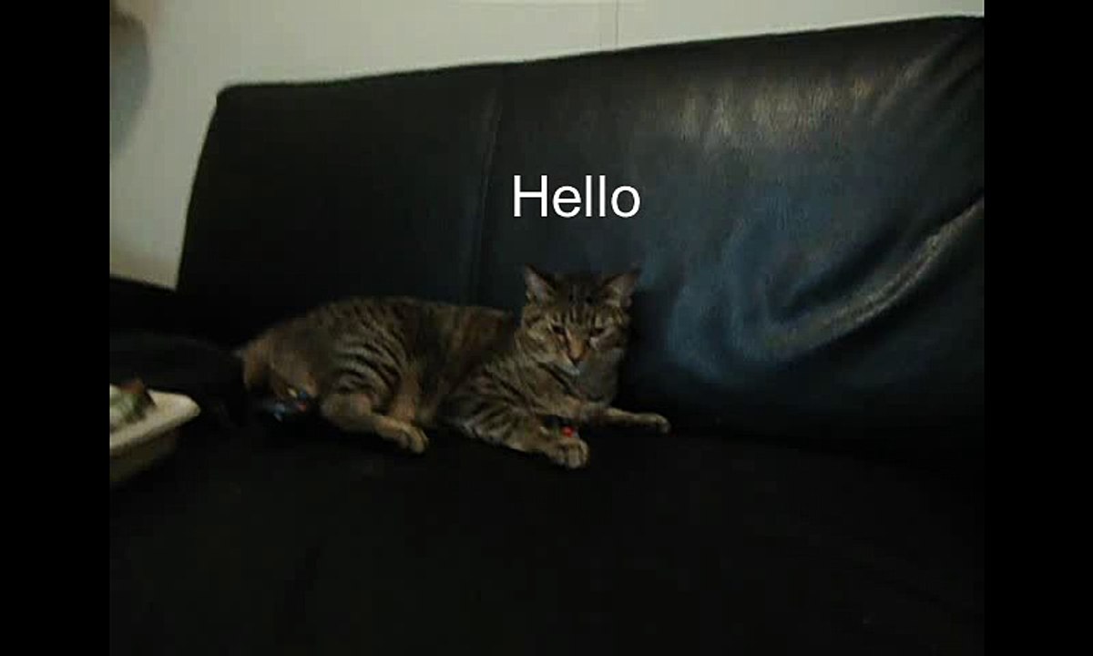 Clementine the cat #1