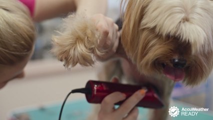 Should we shave our pets during the summer?