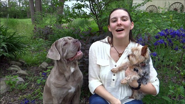 Dog Psychology & Training center | Dog training Ft. Wayne | Best Greenville dog trainer