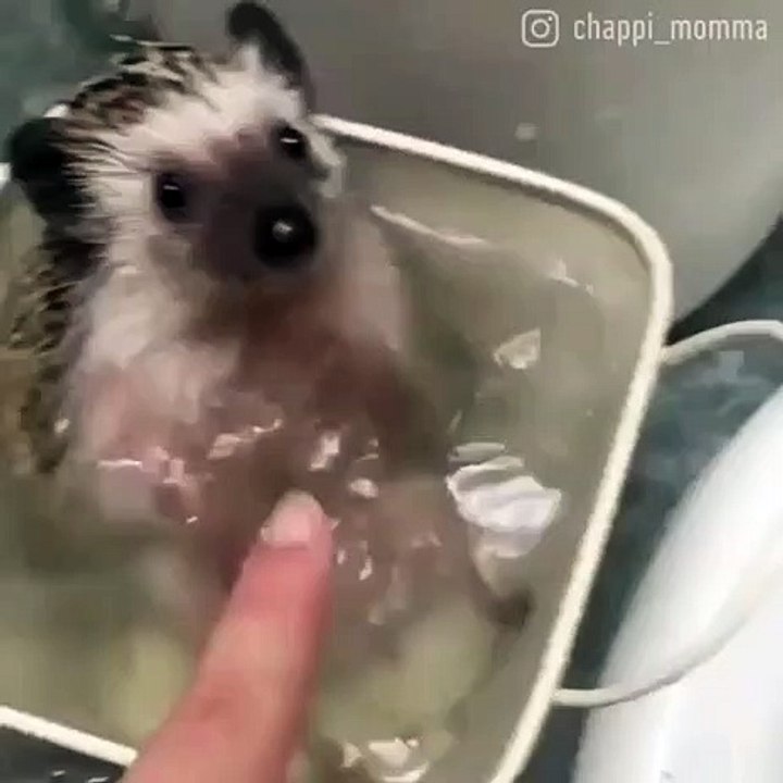 Sonic learning to swim