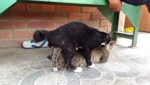 Lucu kucing bikin anak astra jingga