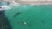 Baby Whale Swims Alongside Beach Goers In California