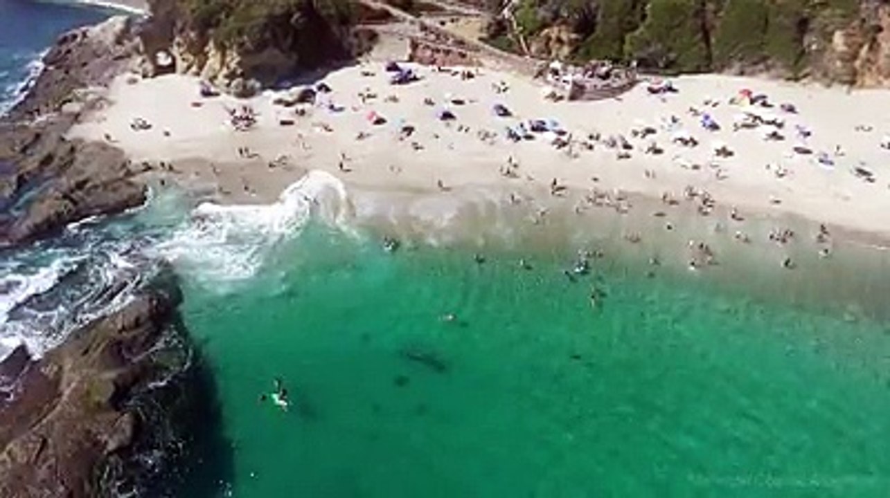 Quand une baleine nage près d'une plage