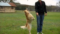Leaping Slow Motion Doggy - The Slow Mo Guys