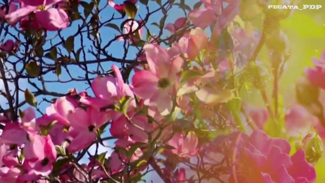 Nature relax