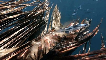 Uçan Balıkların Yaşam Mücadelesi