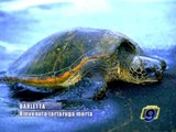 BARLETTA. Rinvenuta tartaruga morta sulla litoranea di Ponente