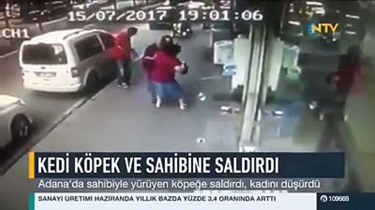 Adana'da köpeğe kafa tutan kedi
