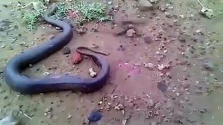 Snake Giving Birth Live