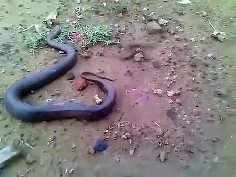 Snake Giving Birth Live