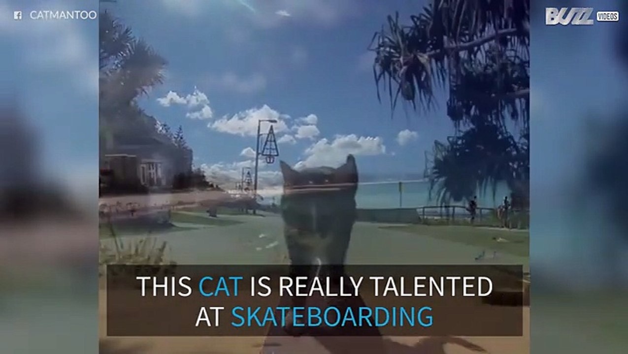 Didga: The Skater Cat