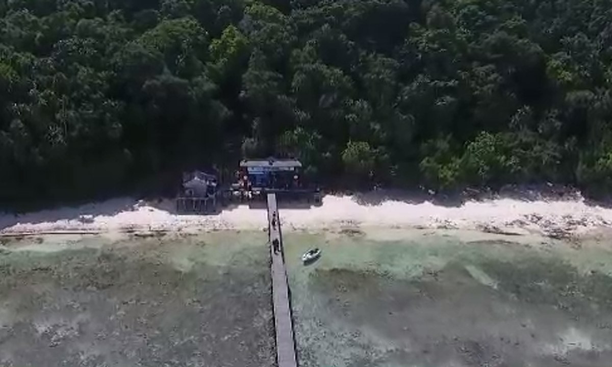 Berenang dengan Hiu Paus di Kepulauan Derawan
