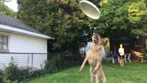 Ce chien rate lamentablement le frisbee filmé en slow motion !!
