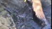 Sauvetage d'un petit renard embourbé dans une rivière en Russie !