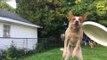 Clumsy Dog Attempts to Catch Frisbee in Slow Motion