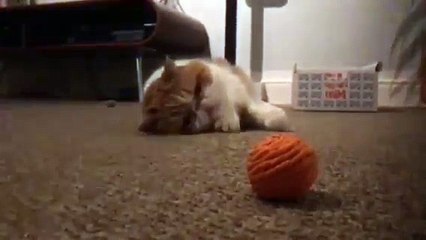 Ce chat super feignant se traîne pour attraper cette pelote de laine !