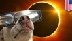 Solar eclipse 2017: Great American Eclipse is going to make animals act all weird - TomoNews
