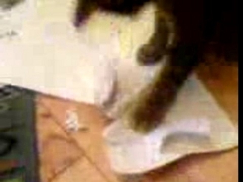 Chat aime la SI
