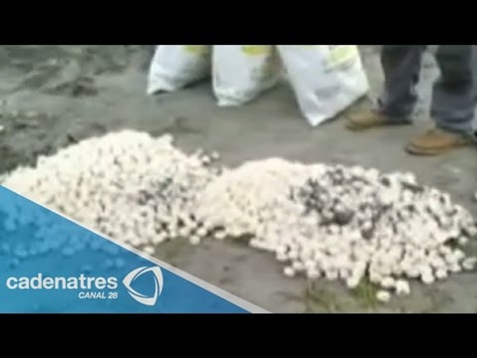 Decomisan en Chiapas 11 mil huevos de tortuga
