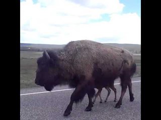 Bison and Baby Hold Up Traffic on Highway