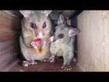 Momma Possum Shares Grapes With Her Baby