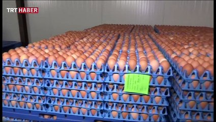 Avrupa'daki zehirli yumurta skandalı büyüyor