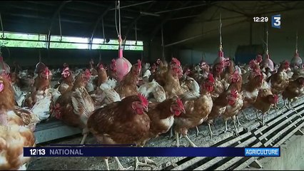 Œufs contaminés : les particularités de l'élevage bio