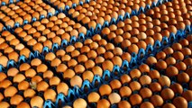 Scandalo uova contaminate: 15 Paesi coinvolti, c'è anche l'Italia, ma...