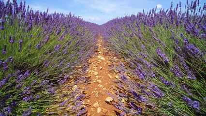 Au coeur de la lavande... (4K-H265)