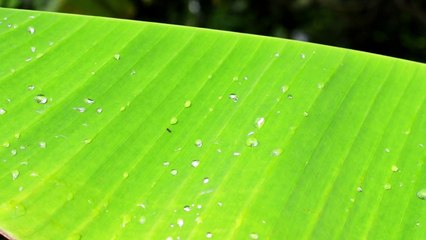 Ants are eusocial insects of the family Formicidae