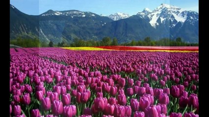 Αποφραξεις - Απολυμάνσεις Ανάβυσσος – 2294028060 – Apofraχeis - Apolimanseis Anavissos