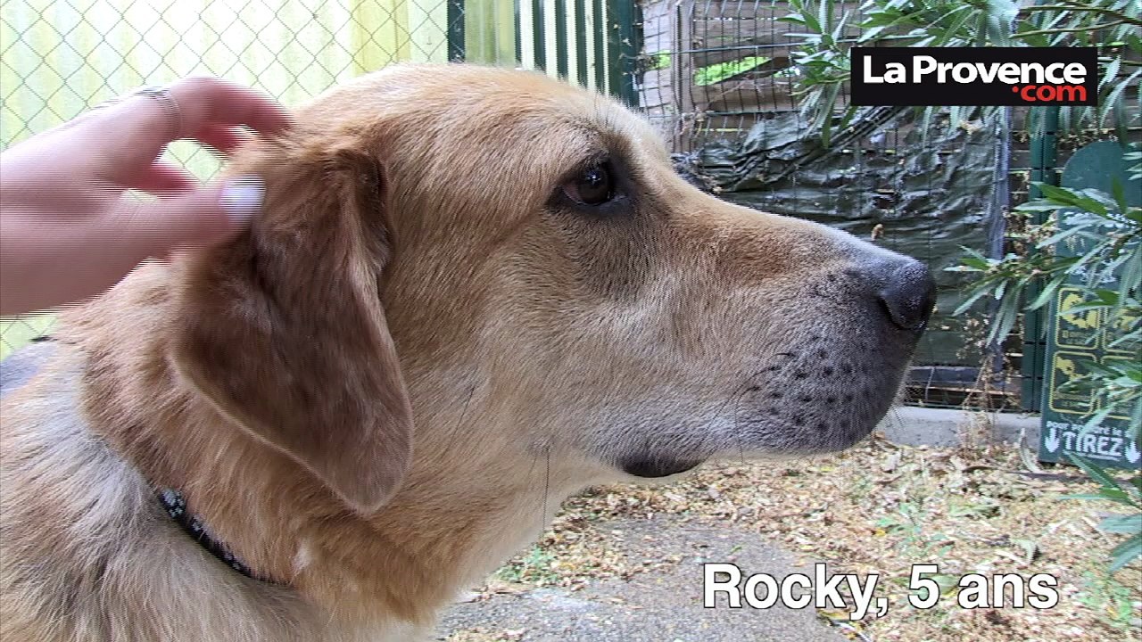 "Adoptez-les", Rocky, Natsou, Giorgio... ces chats et chiens vous attendent à la SPA Marseille Provence