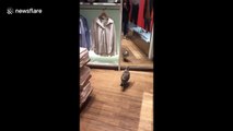Seagull goes shopping in London