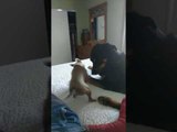 Playful Pup Gets Brilliantly Shut Down By Bigger Dog