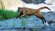 PUMA vs GRİZZLY BEAR ►► Real Fight Cougar Mountain Lion Jaguar Crocodile Caracal Animal At