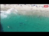 Balena vendos te beje nje shetitje afer bregut, shikoni reagimin e pushuesve (360video)