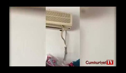 Klimanın içinden çıktı, fareyi avladı