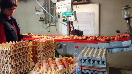 Philippeville: dans l'exploitation d'Amélie et Olivier à Romedenne