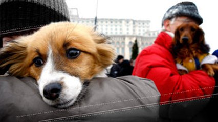 Like Owner, Like Dog