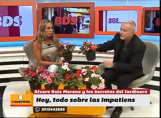 Las Impatiens, secretos y cuidados en el Consultorio del Jardinero en BDS