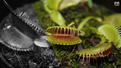 Underwater Venus Fly Trap?!