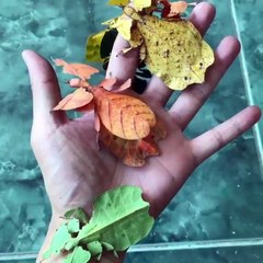 yaprak böcekleri bu canlıları yaratan rabine neye karşı gelip ke-efirlerden olursun eynankör inse-en