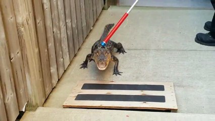Elles tombent nez à nez avec un alligator en sortant de la piscine