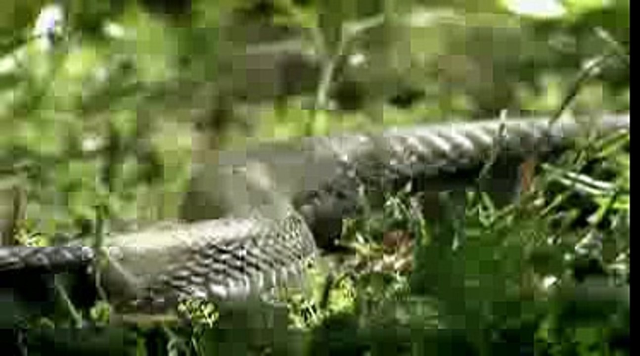 PBS NATURE Black Mamba (Wildlife Documentary)