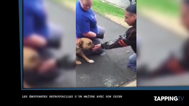 Les émouvantes retrouvailles d’un chien et son maître après 4 ans de séparation (Vidéo)