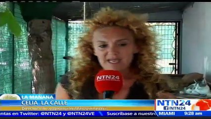 Al menos 137 mil mascotas han sido abandonadas en España en lo que va del 2017, según organizaciones de protección anima