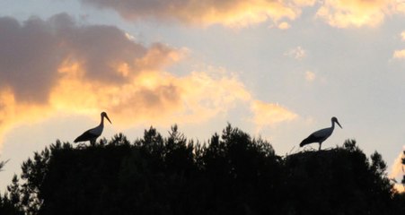 Paris ya da Roma Değil, Burası Konya'daki Leylekler Vadisi!